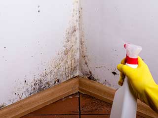 Affordable Mold Removal | Yorba Linda Carpet Cleaning CA