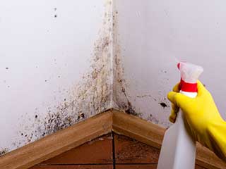 Mold Removal | Yorba Linda Carpet Cleaning Affordable Mold Removal | Yorba Linda Carpet Cleaning CA